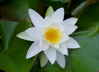 Lotus flower. Beautiful water lily close-up of white color. - 396854863