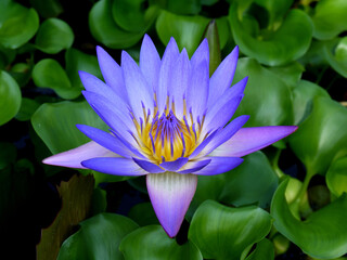 Lotus flower. Beautiful water lily close-up of blue and lilac color. - 396855043