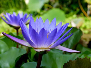 Lotus flower. Beautiful water lily close-up of blue and lilac color. - 396855069