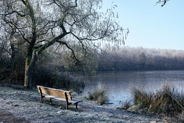 Lonly wooden bench at a lake with a tree