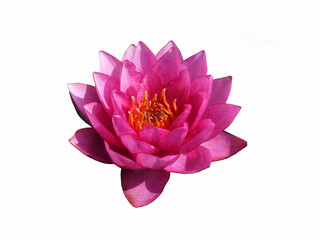 Lotus flower. Beautiful water lily close-up of pink and lilac color. On a white background. Isolated. - 396855087