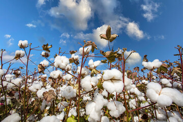 Cotton field agriculture, harvest (Turkey Izmir)