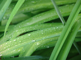 Morning Dew