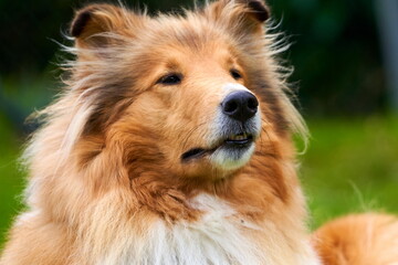 Amerikanischer Langhaar Collie Lassie