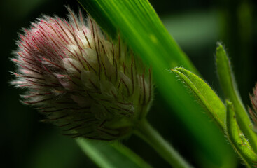 Close up of a flower. Macro photo of a flower. The concept of caring for flowers, floristry.