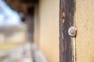 土壁とカタツムリ