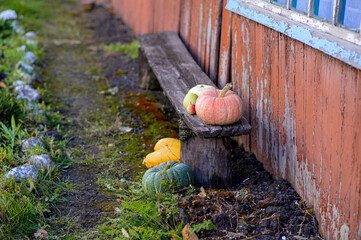 Red and yellow pumpkins