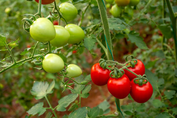 Greenhouses and red and green tomatoes grown in the greenhouse