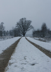 Tire marks snow covered country road, frozen winter trees, grey color sky