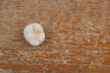 tooth fairy. close up little fallen milk tooth with a crack