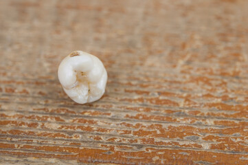 tooth fairy. close up little fallen milk tooth with a crack