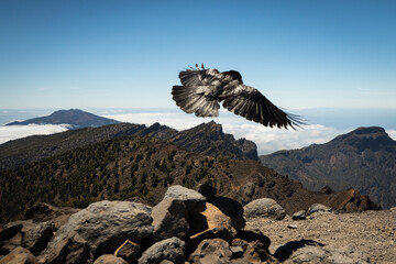 the black bird over canary island la palma with great view