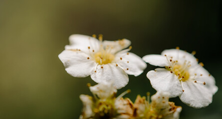 Obraz premium Close up of a flower. Macro photo of a flower. The concept of caring for flowers, floristry.