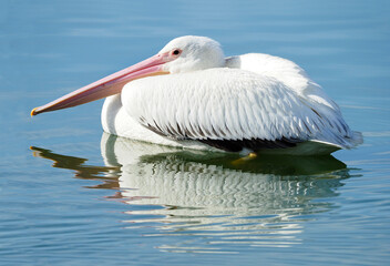 An American White Pelican Reflected in the Water as It Swims on a Florida Lake
