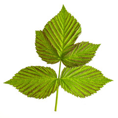 Triple green raspberry leaf isolated on a white background