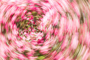 Artsy motion blurred pink flowers.