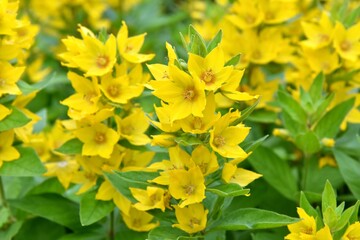Beautiful bells flowers of Lysimachia punctata with selective focus and blurred background. Yellow flower of Loosestrife 
