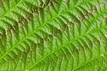 Green texture of young raspberry leaves close up