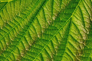 Naklejka na ściany i meble Green texture of young raspberry leaves close up