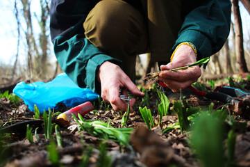 Collecting herbs in the forest. Organic vegetables. A woman is processing wild onions with a knife