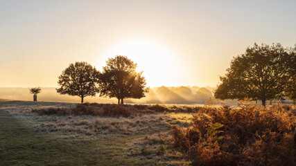 Richmond Park, London, Sunrise ,Frosty Morning