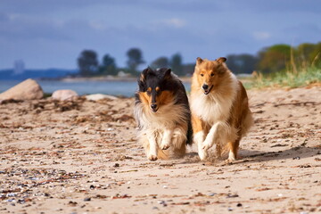 Amerikanische Langhaar Collies Lassie