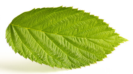 Obraz premium Green raspberry leaf on a white background