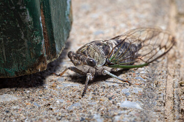 Common Cicadidae