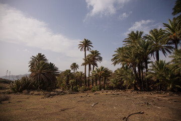 Fototapeta premium palm trees in the desert