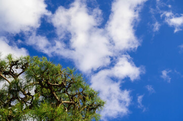さわやかな青空と松の木