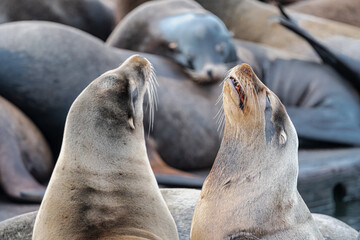 Fototapeta premium California sea lion (Zalophus californianus) in Westport, WA