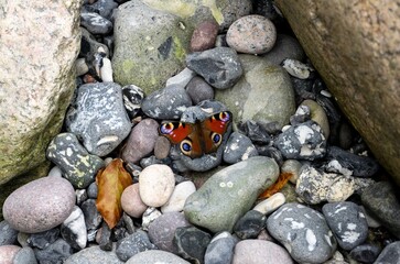 pile of stones and a colorful butterfly at the beach of Rügen