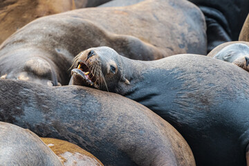 California sea lion (Zalophus californianus) in Westport, WA