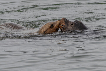 Fototapeta premium California sea lion (Zalophus californianus) in Westport, WA