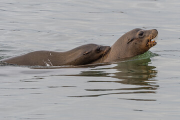 Fototapeta premium California sea lion (Zalophus californianus) in Westport, WA