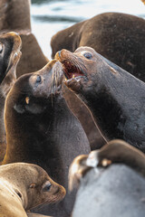 California sea lion (Zalophus californianus) in Westport, WA