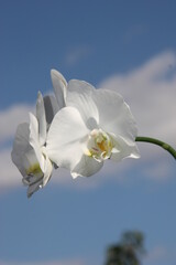 Fototapeta na wymiar white orchid against the sky
