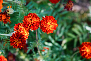 red flowers in the garden