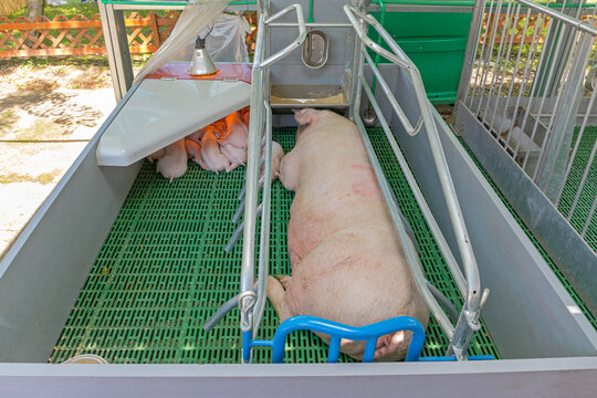Modern Farrowing Parlor