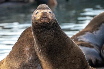 California sea lion (Zalophus californianus) in Westport, WA