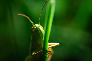 Close-up of a grasshopper. The concept of jumping insects, green grasshopper.