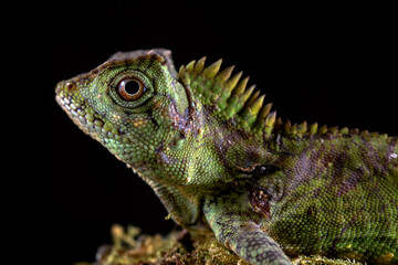 Forest dragon on tree branch
