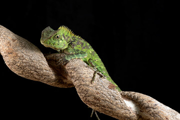 Forest dragon on tree branch
