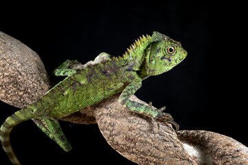 Forest dragon on tree branch

