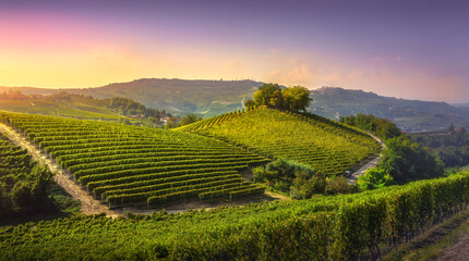 Langhe vineyards and trees on top of the hill. La Morra. Piedmont, Italy, Europe.