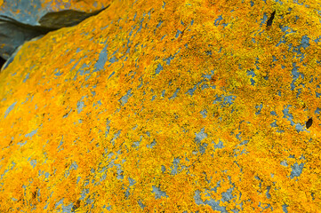 The natural background, lichen