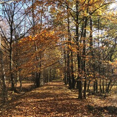 Weg durch einen herbstlich gef&auml;rbten Wald