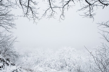 Snowy winter. Space for text. Foggy winter landscape. Trees in the snow.