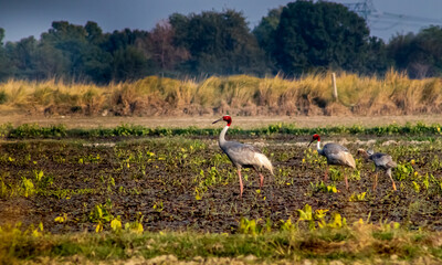 Fototapeta premium sarus crane family in wetland of Sarsai Navar near etawah india.