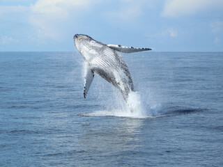 Humpback Breaching  © FPLV